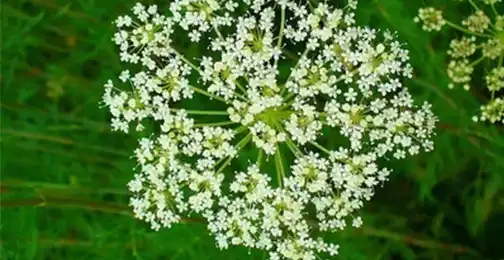 What Is Cnidium Monnieri Used For?